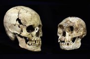 A két emberszabású koponyája közti különbség