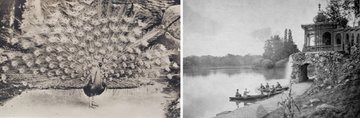 Páva teljes díszben, az 1910-es években készült állatkerti képeslapon, a jobboldali kép hátterében pedig a Páva-sziget az 1870-es években (2)