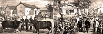 Holland-svájci keverék tehén és bika a baloldali képen a büszke tulajdonosokkal, jobbra pedig Ferenc József látogatása 1865-ben, az ünnepi eseményre zászlódíszbe öltözött városligeti majorságban (4)