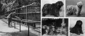 Az Állatkertben egészen a 2. világháborúig nagy szakértelemmel tenyésztették az ősi magyar kutyafajtákat. A szaporulatot értékesítették, a legnemesebb állatkerti példányok pedig sikerrel szerepeltek a kutyakiállításokon. A baloldali képen az 1932-ben felújított és kibővített kutyakifutók, jobbra pedig díjnyertes állatkerti kutyák: Champion Marcsa (1914) álló puli, Champion Bundás (1914) komondor (felül), pumik az Állatkert tenyészetéből és Champion Marcsa (1914) ülő puli (alul) (6)
