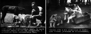 Az állatkerti kutyák a szocialista korszak népszerű ismeretterjesztő eszközein, a diafilmeken is rendszeresen feltűnnek. Az állatóvodában zajló életet bemutató két kutyás kép az 1954-ben készült, Állatkerti séta című diafilmben szerepel (7)
