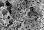 A talált kenyérmaradványok elektronmikroszkóp alatti képe