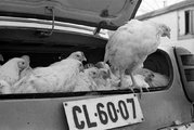 1969, Monor piac, csirkeárusítás egy Moszkvics típusú személygépkocsi csomagtartójából