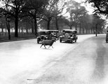 Egy kósza birka átfut az úton a Hyde Parkban, 1933. (kép forrása: Rare Historical Photos)