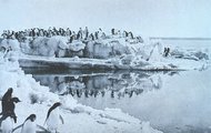 Adélie-pingvinek az expedíció tábora közelében egy Levick által készített fotón (kép forrása: Wikimedia Commons)
