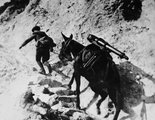 Nehéz fegyverzetet szállító öszvér az isonzói fronton, 1916.
