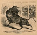 A medve-bika harc New Orleansban sem volt ismeretlen(1853)