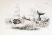 „Az ámbráscet megszigonyozása” William Jardine „A közönséges cetek avagy bálnák természettörténete” című könyvéből, Edinburgh, 1837.