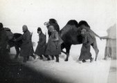 Kétpúpú teve az orosz télben (Fortepan / Marics Zoltán)