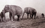 A szántóföldeken elefántok segítettek be a briteknek