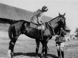 Egy brit alakulat kabalakutyája egy jól tartott lovon ül