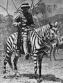Zebramintásra festett póni Kelet-Afrikában