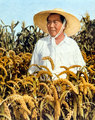 „Háromévi kemény munka, ezer év boldogság!” – a gabonatermelés fellendítésének érdekében Mao is a búzamezőbe vetette magát (1958)