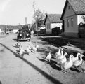 Libák az úton 1941-ben
