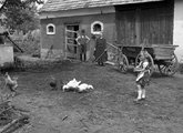 Kislány eteti a baromfit 1942-ben