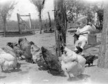 Hintázó kisgyerek baromfival 1948-ban