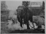 Topsy, az elefánt kivégzése, 1904. január 3. A Coney Islanden található Luna Parkban végrehajtott értelmetlen kegyetlenség 1500 fős tömeget vonzott.