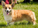 A Pembroke welsh corgi