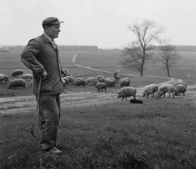 A hétköznapi emberek világa, 1958 (Fortepan/Kotnyek Antal)