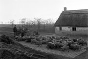 Alsótekeres-pusztai disznók csoportja (ekkor az önálló Balatonbozsok község része, ma Enyinghez tartozik), 1938. (Fortepan/Ormos Imre Alapítvány)