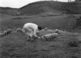 Szabadon, 1943. (Fortepan/Lissák Tivadar)