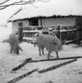 Téli disznók Urbán Tamás fotóriporter képén, 1970. (Fortepan/Urbán Tamás)