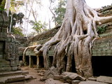 Ta Prohm kolostorát a természet teljességgel benőtte