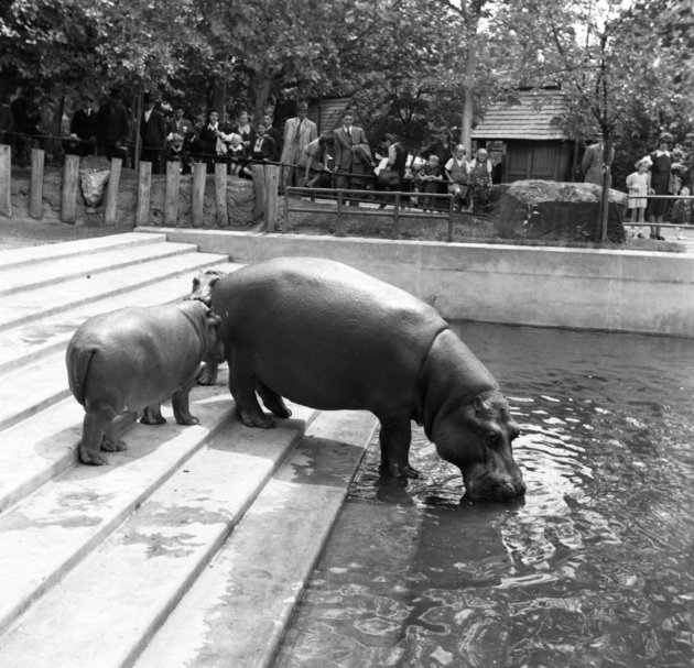 Nílusi vízilovak, 1940 (kép forrása: Fortepan/ Góg Emese)