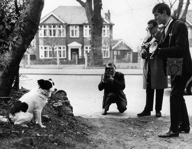 Pickles, a hős kutya (Getty Images)