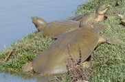 Eufráteszi lágyhéjú teknős