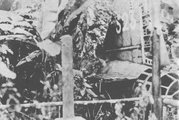 A Jamamotót szállító bombázó roncsai a Bougainville-szigeten