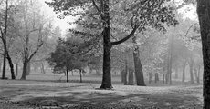 Az énekesmadarak száma az 1946-os intézkedés nyomán a felére csökkent, csak azok maradtak meg, amelyek a magasabb fákat kedvelik. A képen városligeti parkrészlet bokrok és cserjék nélkül, 1957-ből (Fortepan / Szent-Tamási Mihály)
