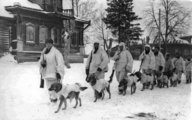 Szovjet katonák tankelhárító kutyákat vezetnek Moszkvánál, 1941. A kutyák hátán megfigyelhető az aknát működésbe hozó rúd. (kép forrása: Reddit)