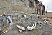 Mamut- és pézsmatulok-csontok „kiállítása” a Vrangel-szigeten 2014-ben (kép forrása: Wikimedia Commons)