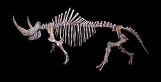 A gyapjas orrszarvú csontváza (kép forrása: Wikimedia Commons)
