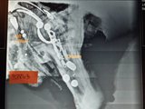 A csontokat tartalmazó konkrécióról készült röntgenfelvétel