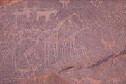 Ősi sziklarajzok a Gilf Kebirben, zsiráfokat, struccokat, terelt teheneket ábrázolva