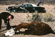 Gabriel Valdez rendőrjárőr vizsgál egy csonkított tehenet az 1970-es években, Új-Mexikó államban