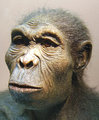 Így nézhetett ki a Homo habilis
