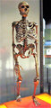 A neandervölgyi csontváz rekonstrukciója
