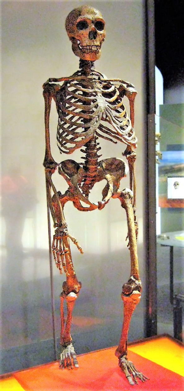 A neandervölgyi csontváz rekonstrukciója